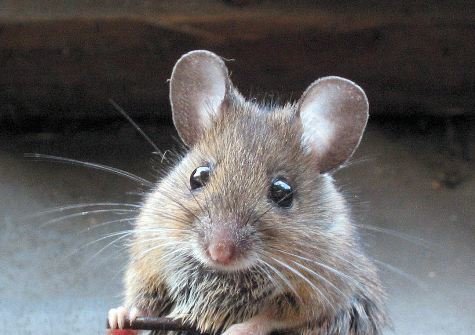 Mouse-close-up.jpg