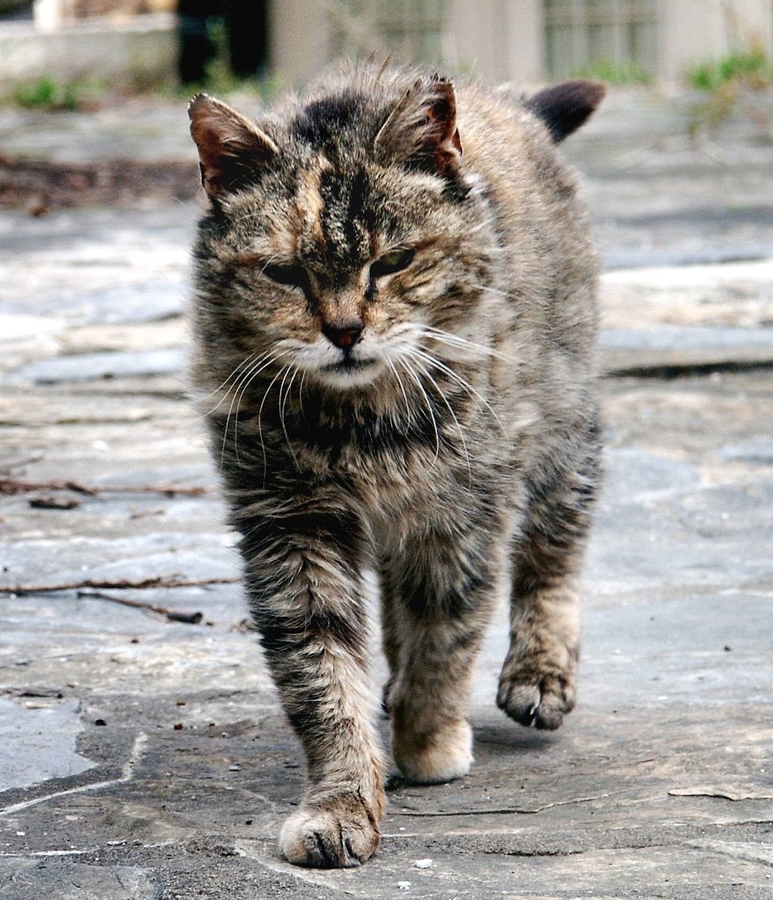 Mouser.jpg