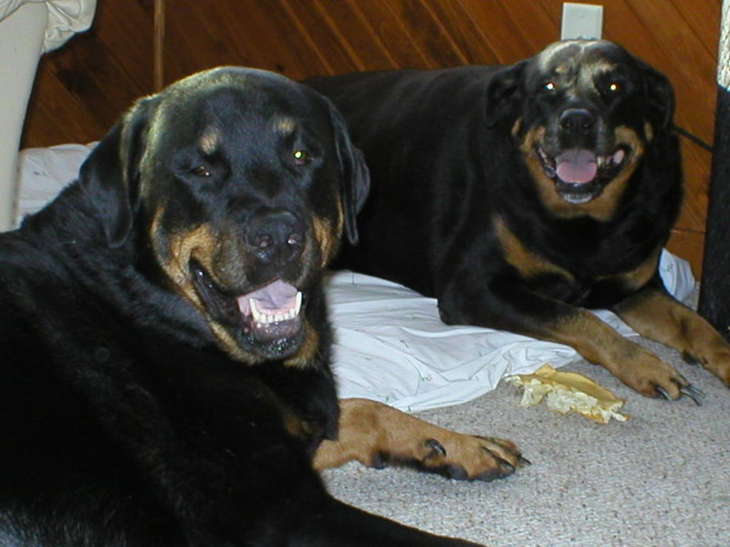 mox&muff 027.jpg