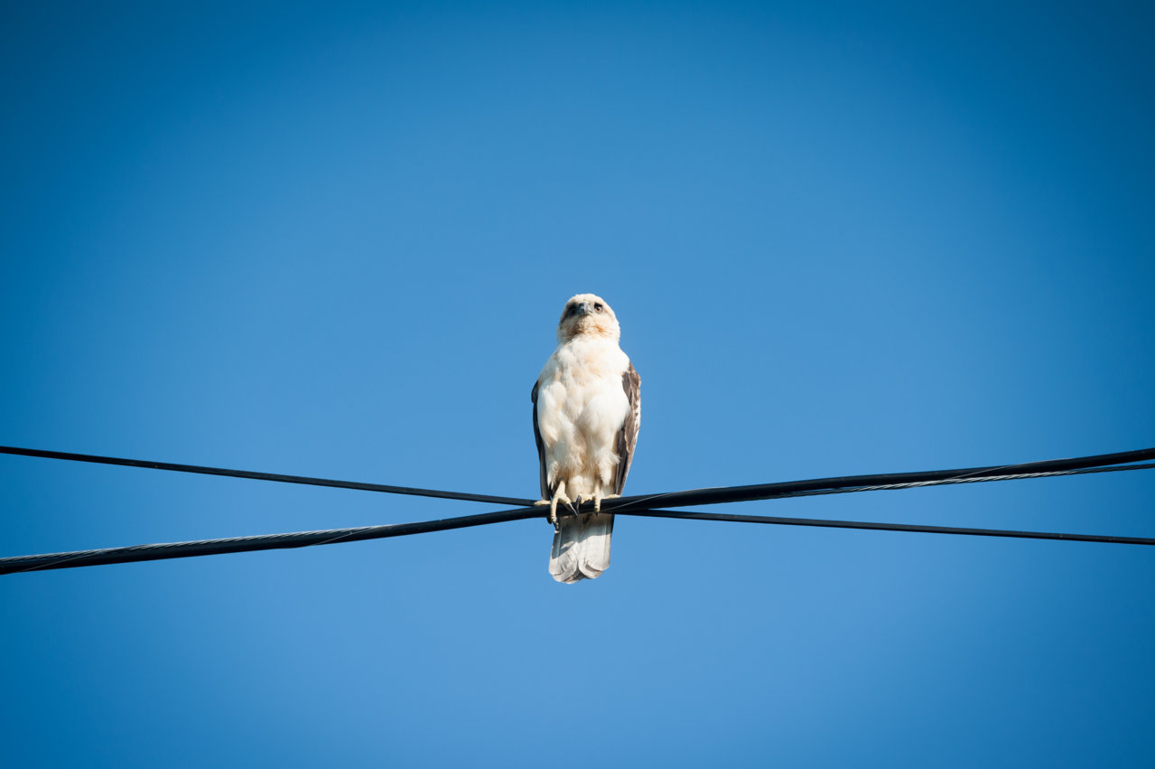 Mr Hawk-2.jpg