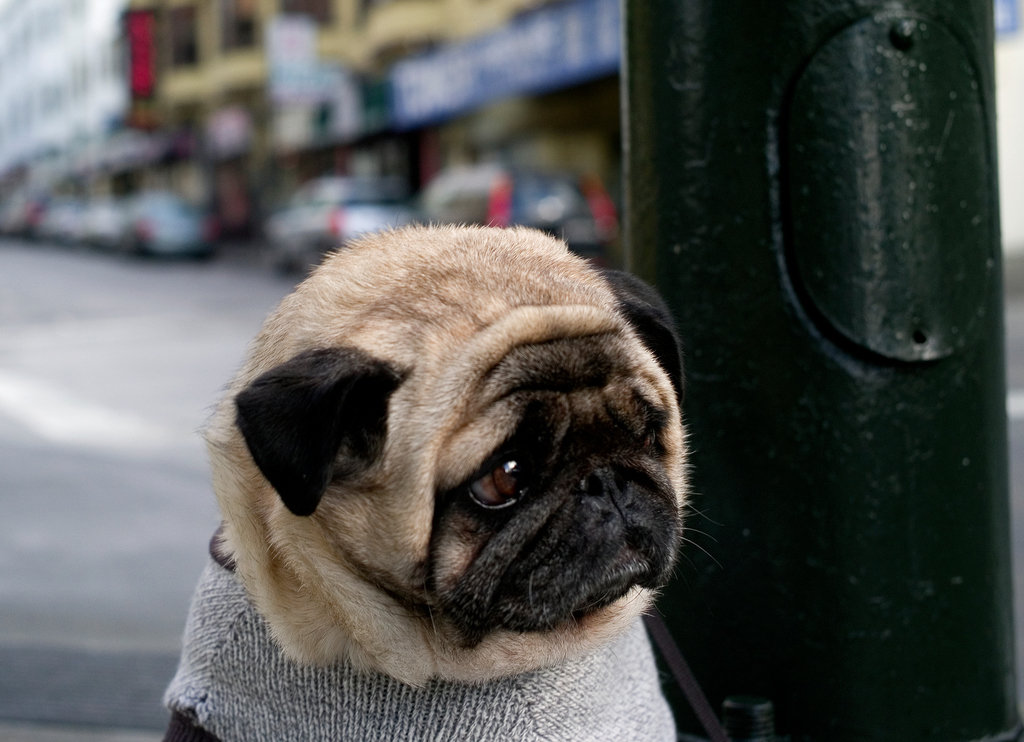 Mr_Newman_-_the_worlds_saddest_dog_cropp_28cabe6ef048fd70cfabf8334363065b86f54630.jpg
