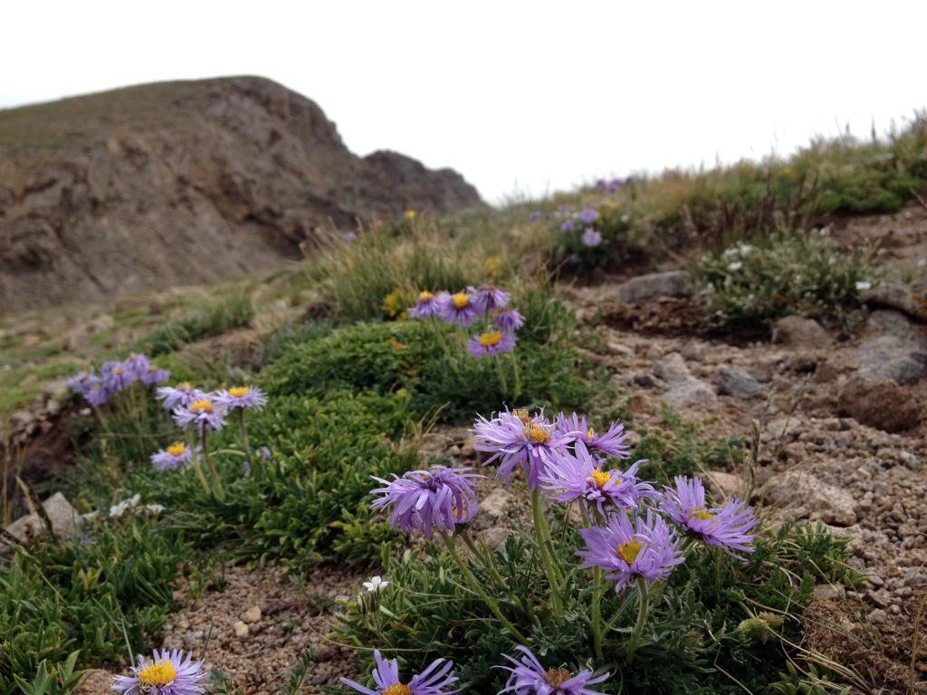 mtnflowers_zps1fa1c642_db883b9216b4248cb49a20261fa6eee583cc51d6.jpg
