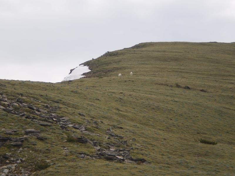 mtngoats_zpse21b3a2f_0c7eac36f34409288ece18dfe951fc44b2f0f9dd.jpg