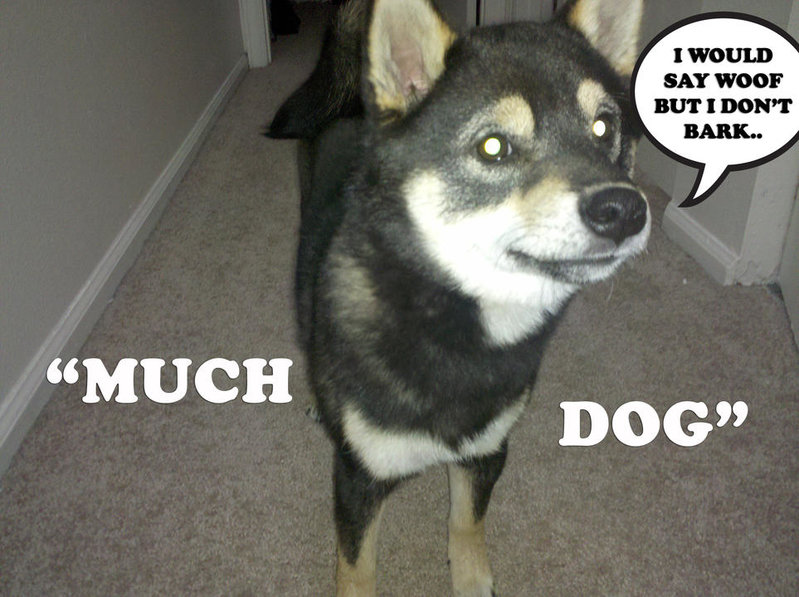 MUCH DOG.jpg