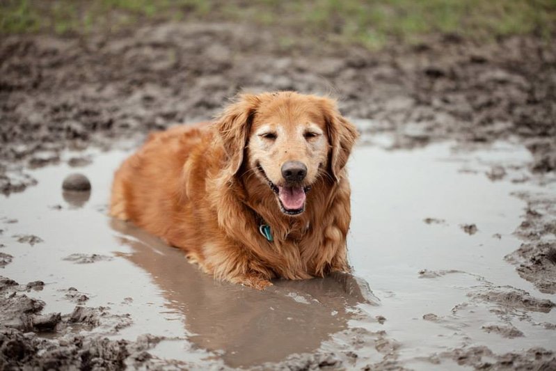 muddy daisy.jpg