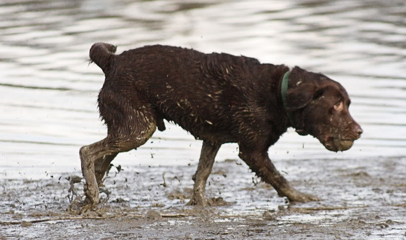 Muddyball_cc44933bad654a51c92941622c07acf9b4acacbf.jpg