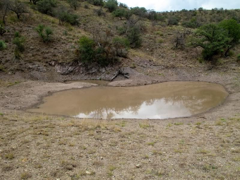 Mudpuddle_2565d7235a4512c843b409357c17e840854bf03f.jpg