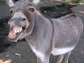 Mule 1.jpg