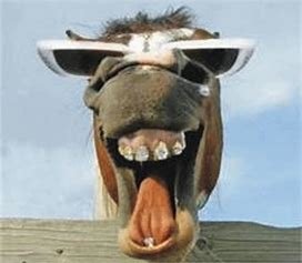 Mule 2.jpg