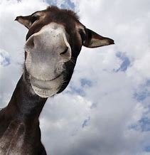 Mule 4.jpg