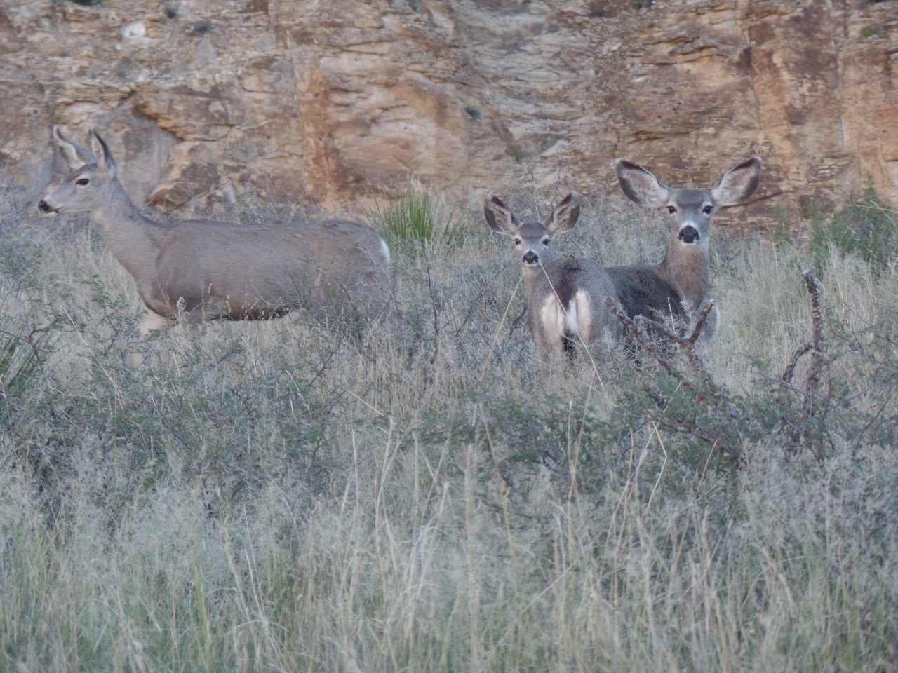 mule-deer-traveling-into.jpg