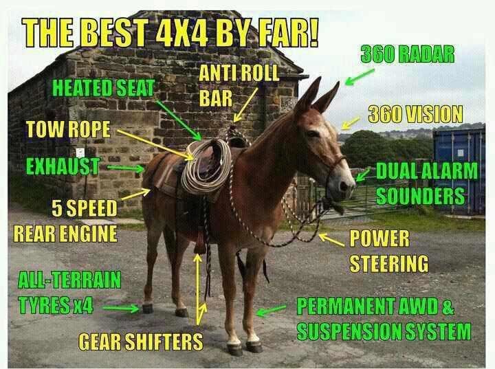 mule_47e6d245a3ece9344f2fc4b2876882af2fecbcbe.jpg