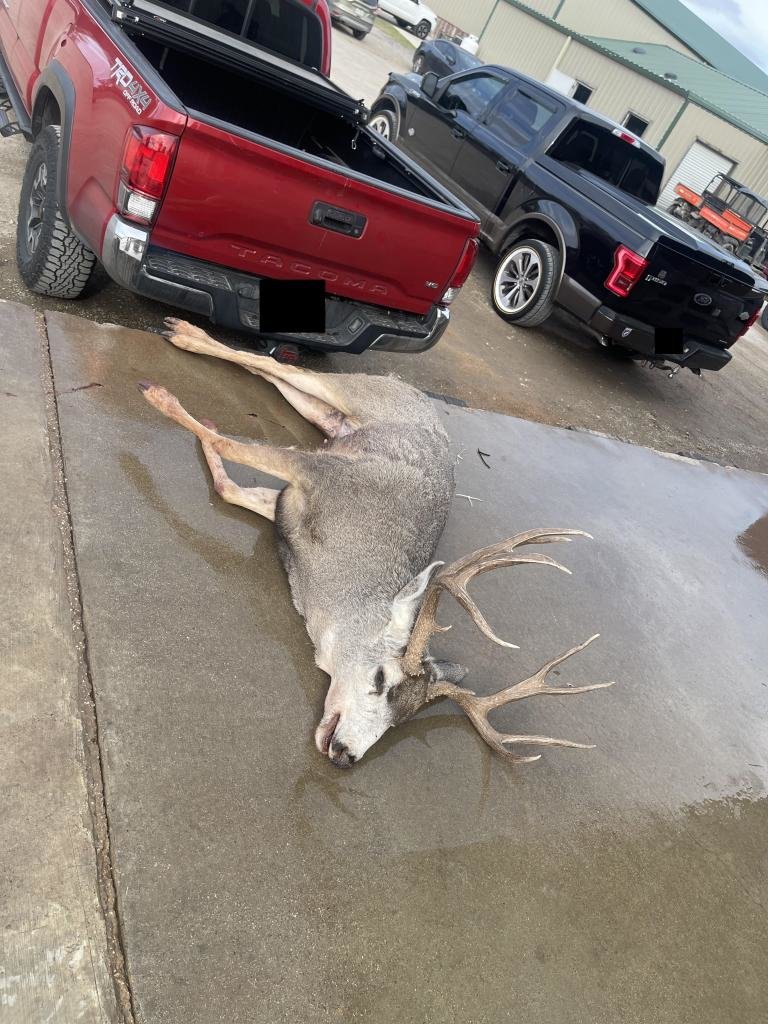 mulie02.jpg