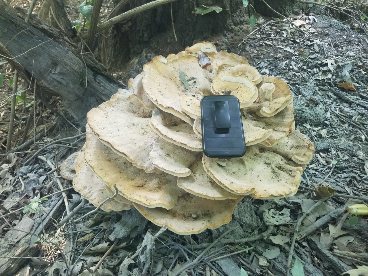 Mushroom Pic.jpg