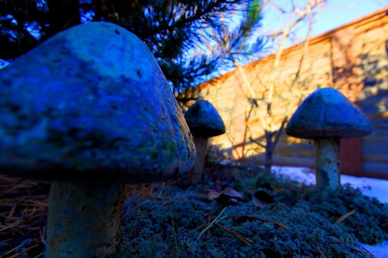 Mushrooms 2 HDR.jpg