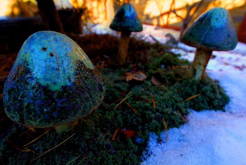 Mushrooms 3 HDR.jpg