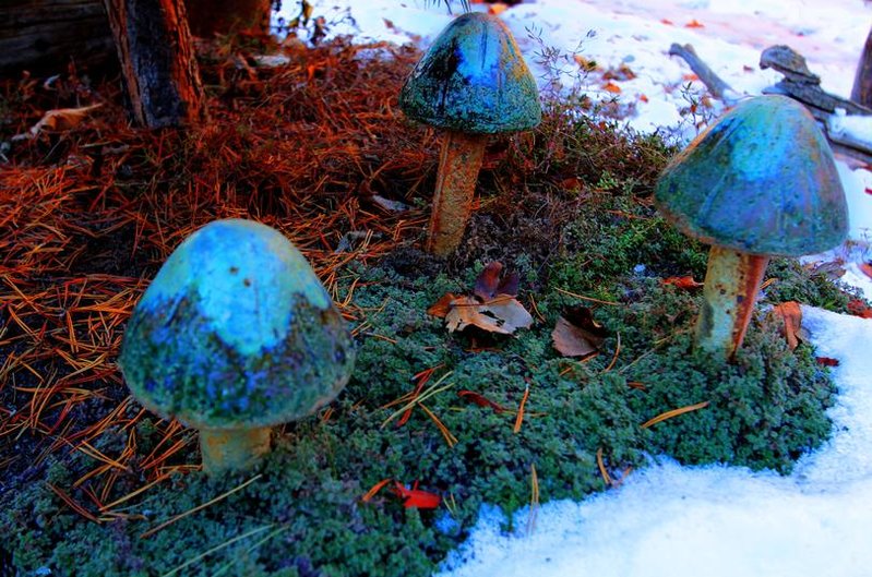 Mushrooms HDR.jpg