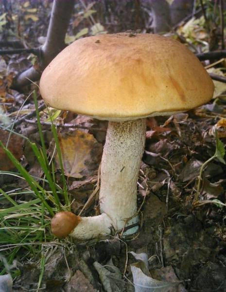 mushroomwood.jpg