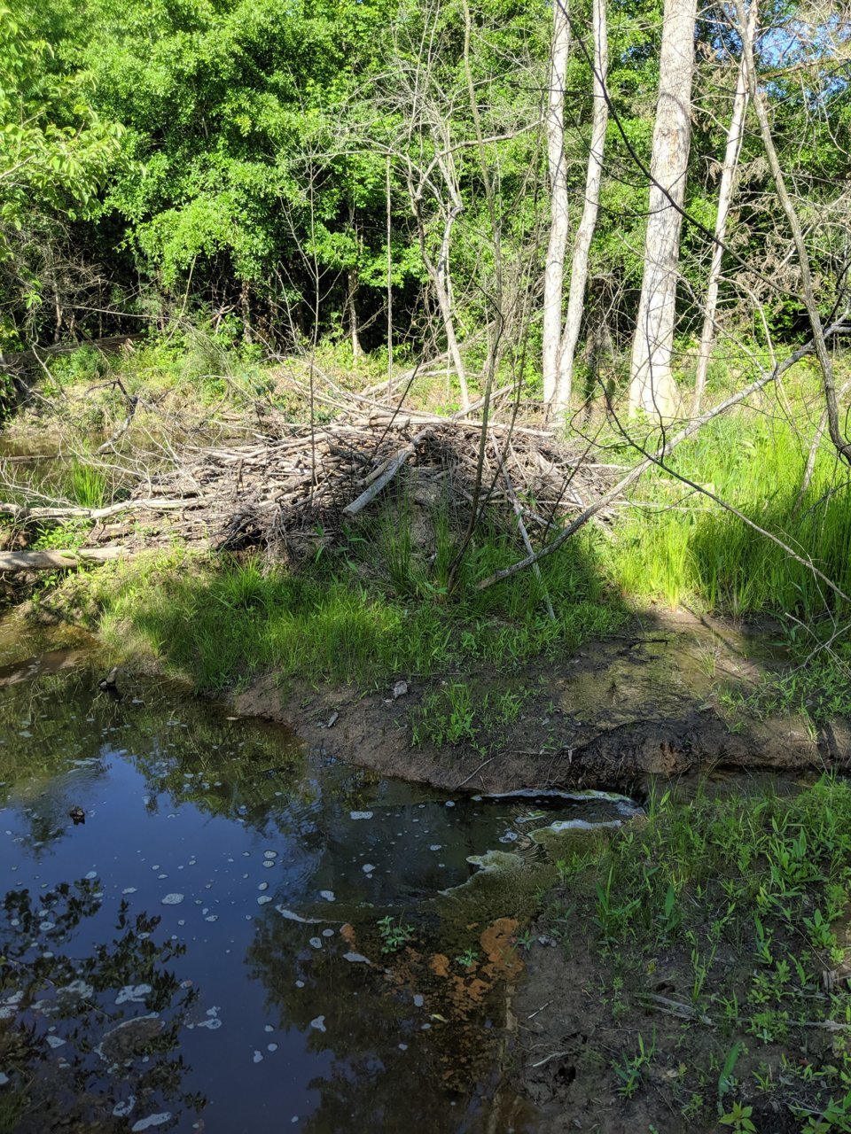 MVIMG_20190519_173245.jpg