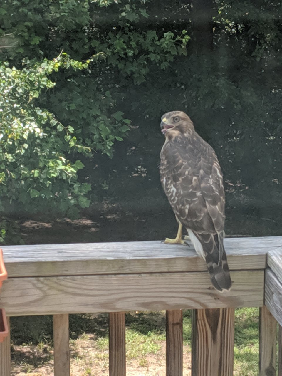 MVIMG_20190620_141124.jpg