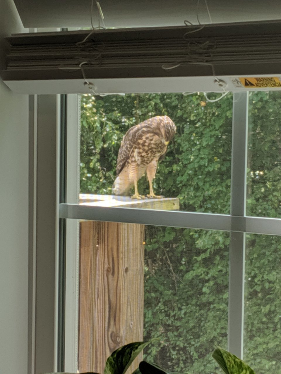 MVIMG_20190620_142417.jpg