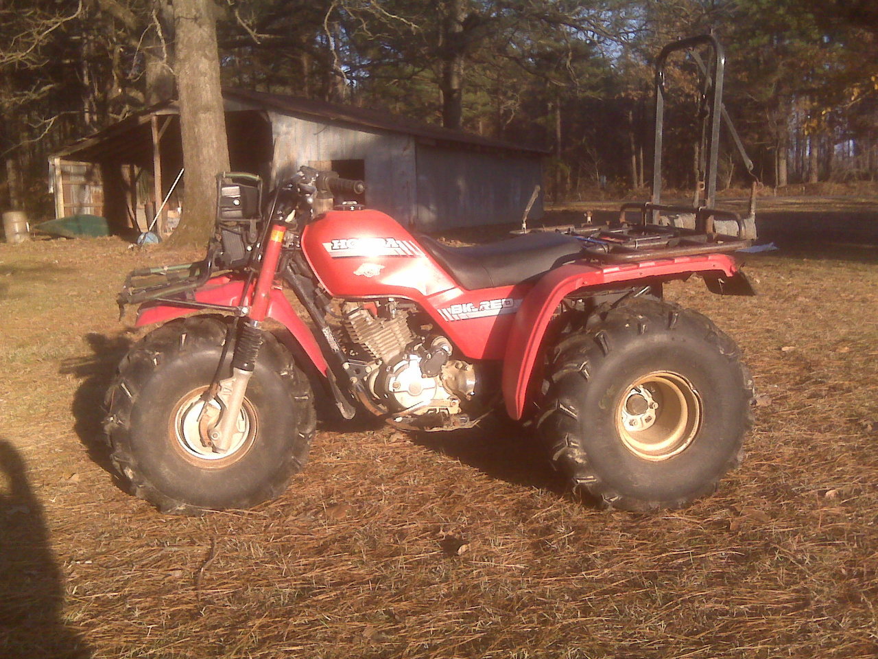 My Big Red 002.jpg