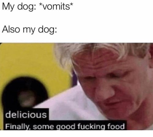 my-dog-vomits-also-my-dog-delicious-finally-some-good-41666949.jpg