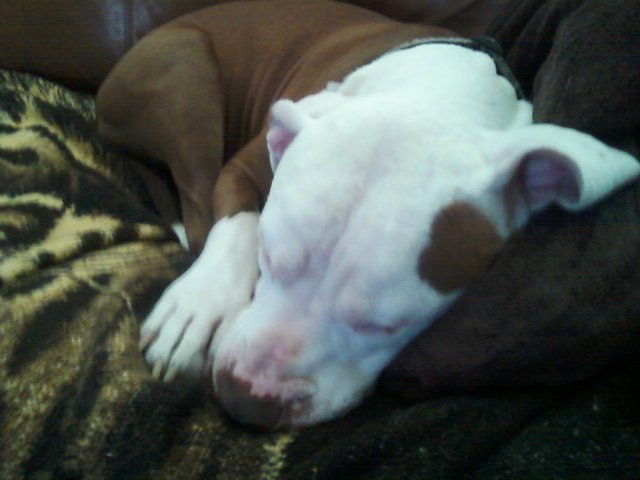 my doggy.jpg