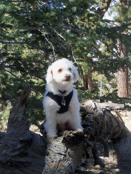 My pup.jpg