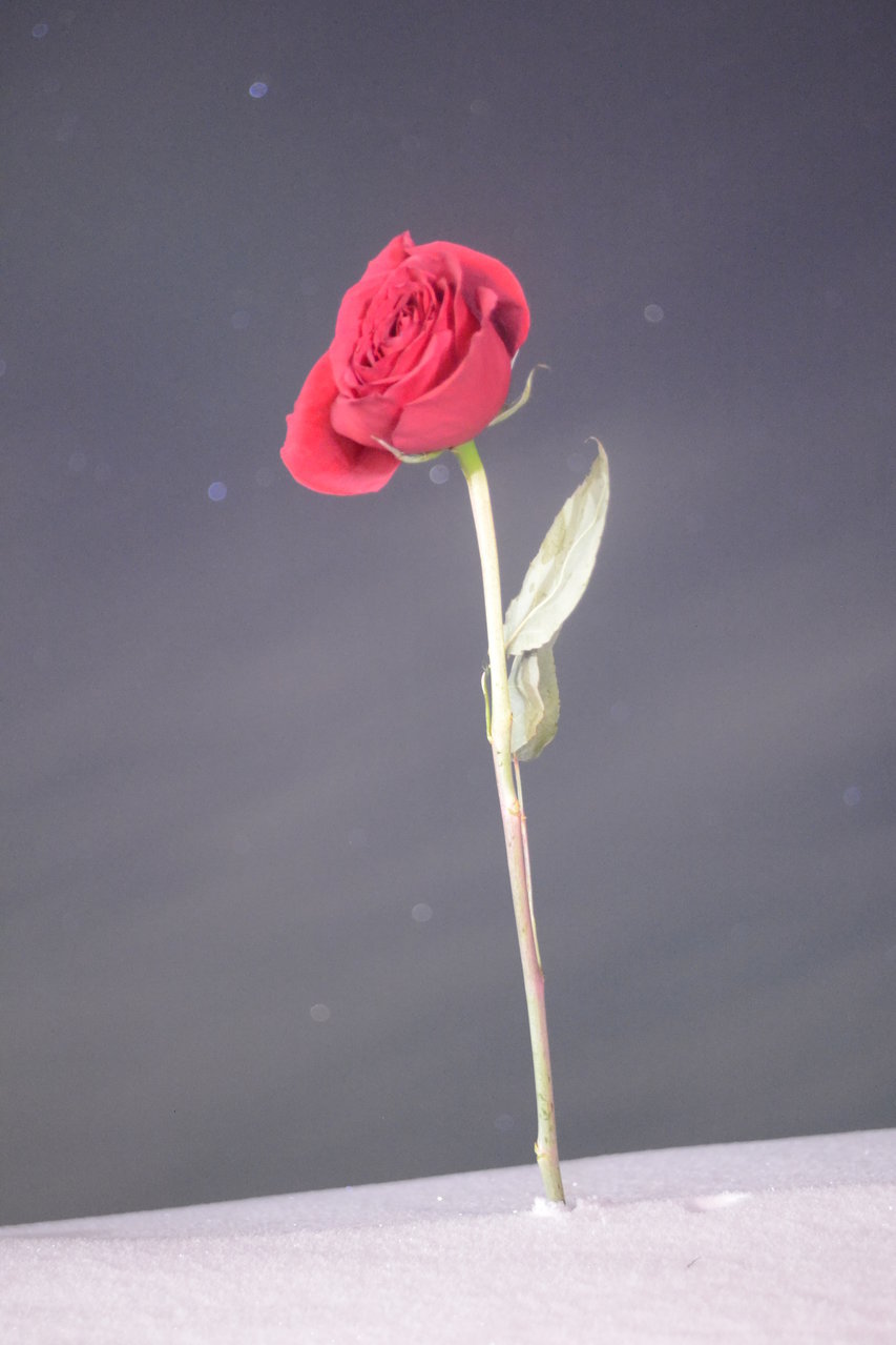 MyRose.jpg