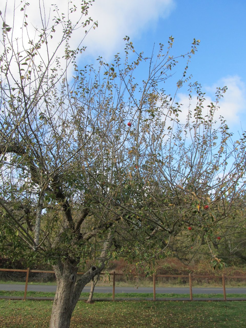Mysterious Apple Bite 25 ft. Up.jpg