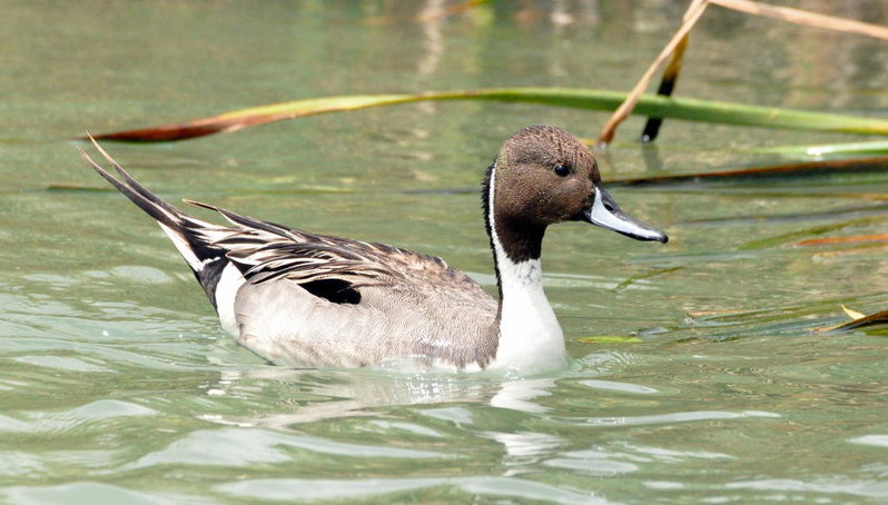 N. Pintail 2.jpg