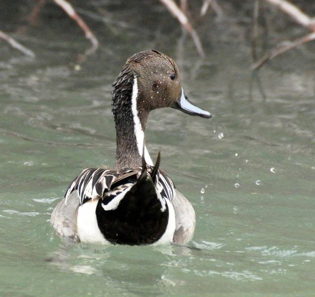 N. Pintail.jpg