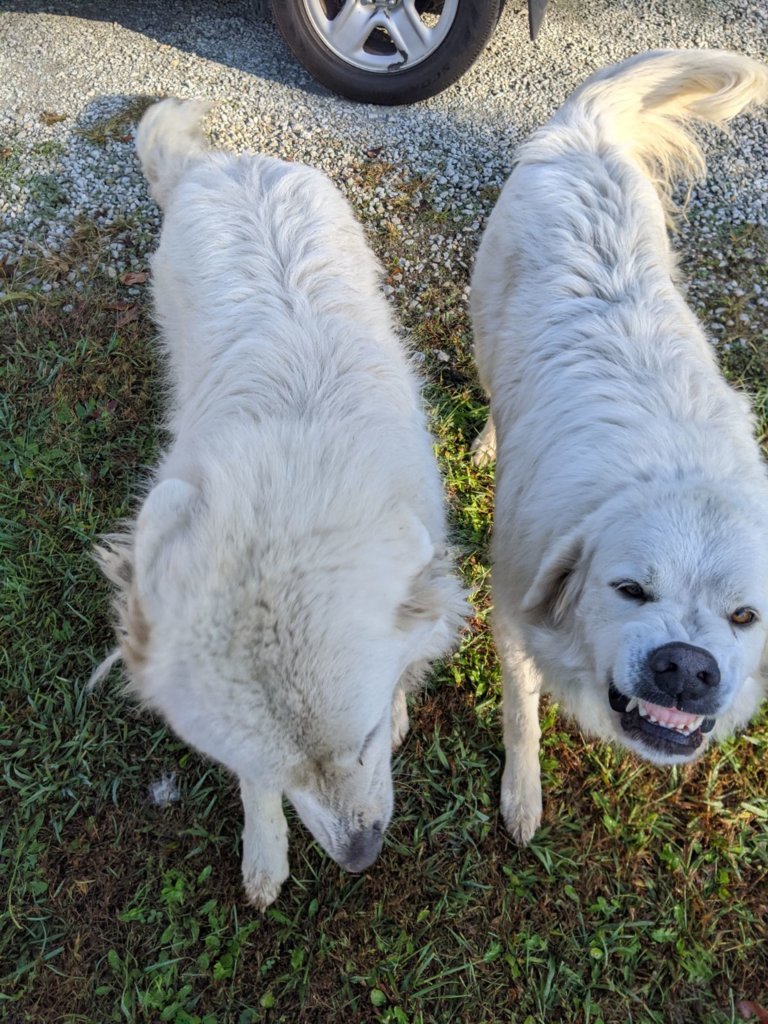Nala.jpg
