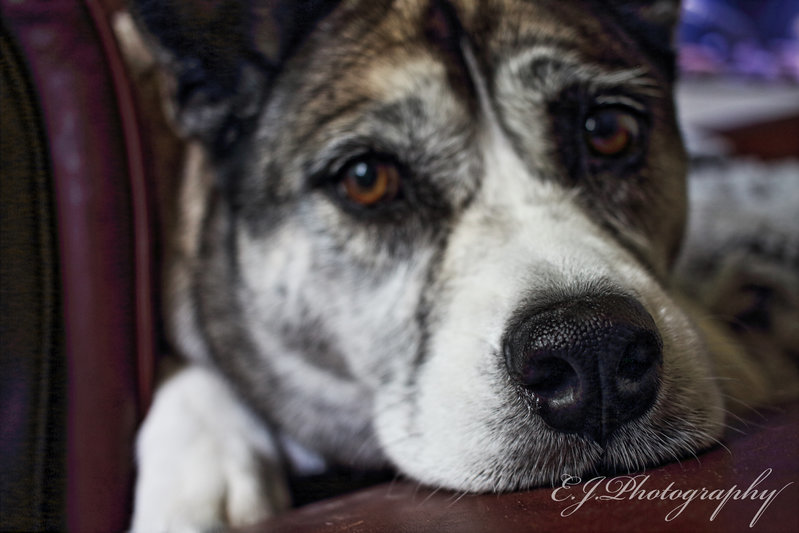 nala_edited-1.jpg