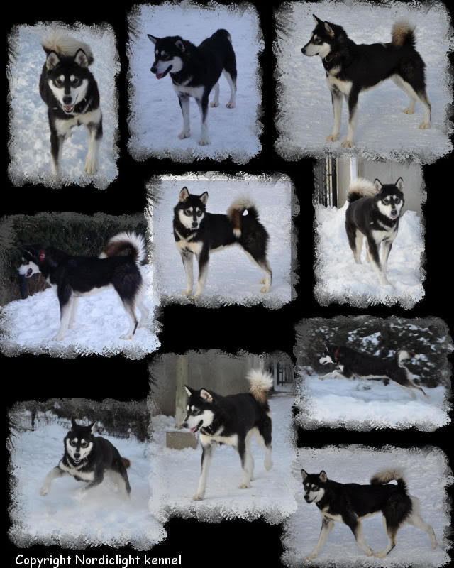 nanook_photos_89d691fe40120d9c4be77cc0f8c7260b8841f319.jpg