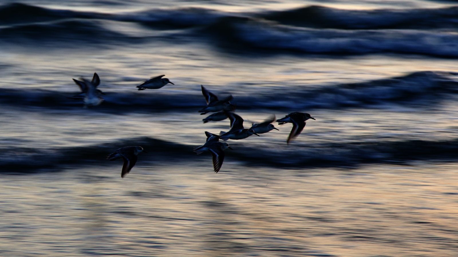 Narragansett Birds in Flight.jpg