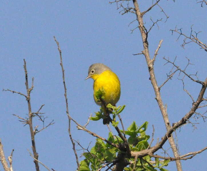 Nashville Warbler.jpg
