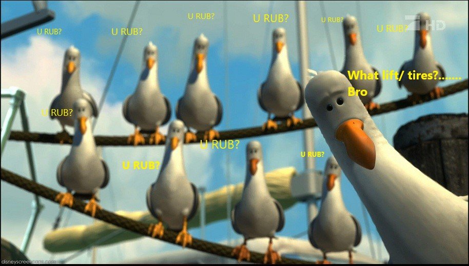 Nemo-Seagulls_.jpg
