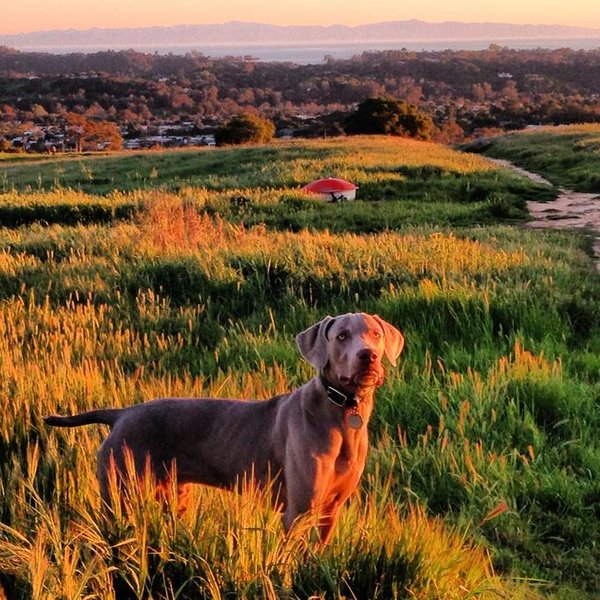 Nemo_1yr_SantaBarbara.jpg