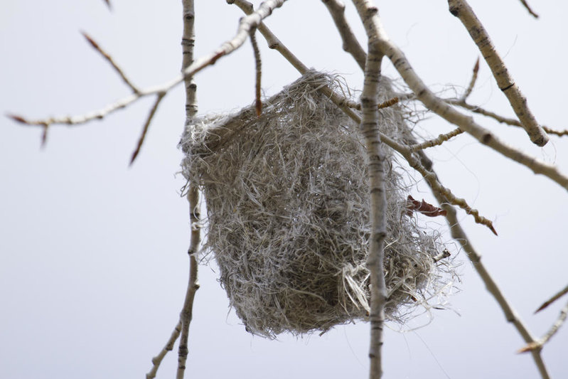 nest.jpg