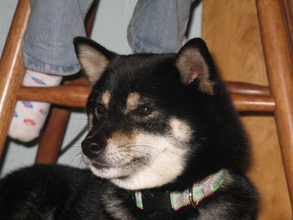 New%20Shiba%20Inu%20Uri%20015_zpssela3hg_26ab21d9d0b4baa33ee6d8b37ca07bb13c14cf1f.jpg