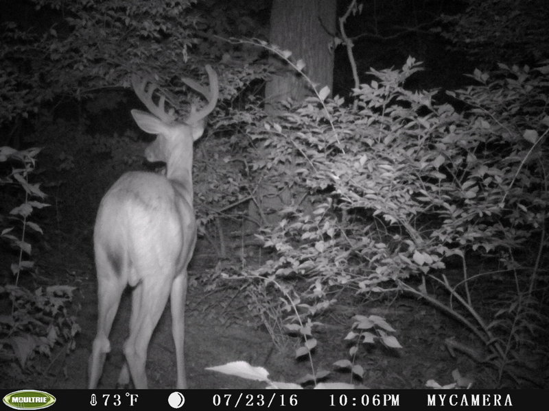 new buck 16.jpg