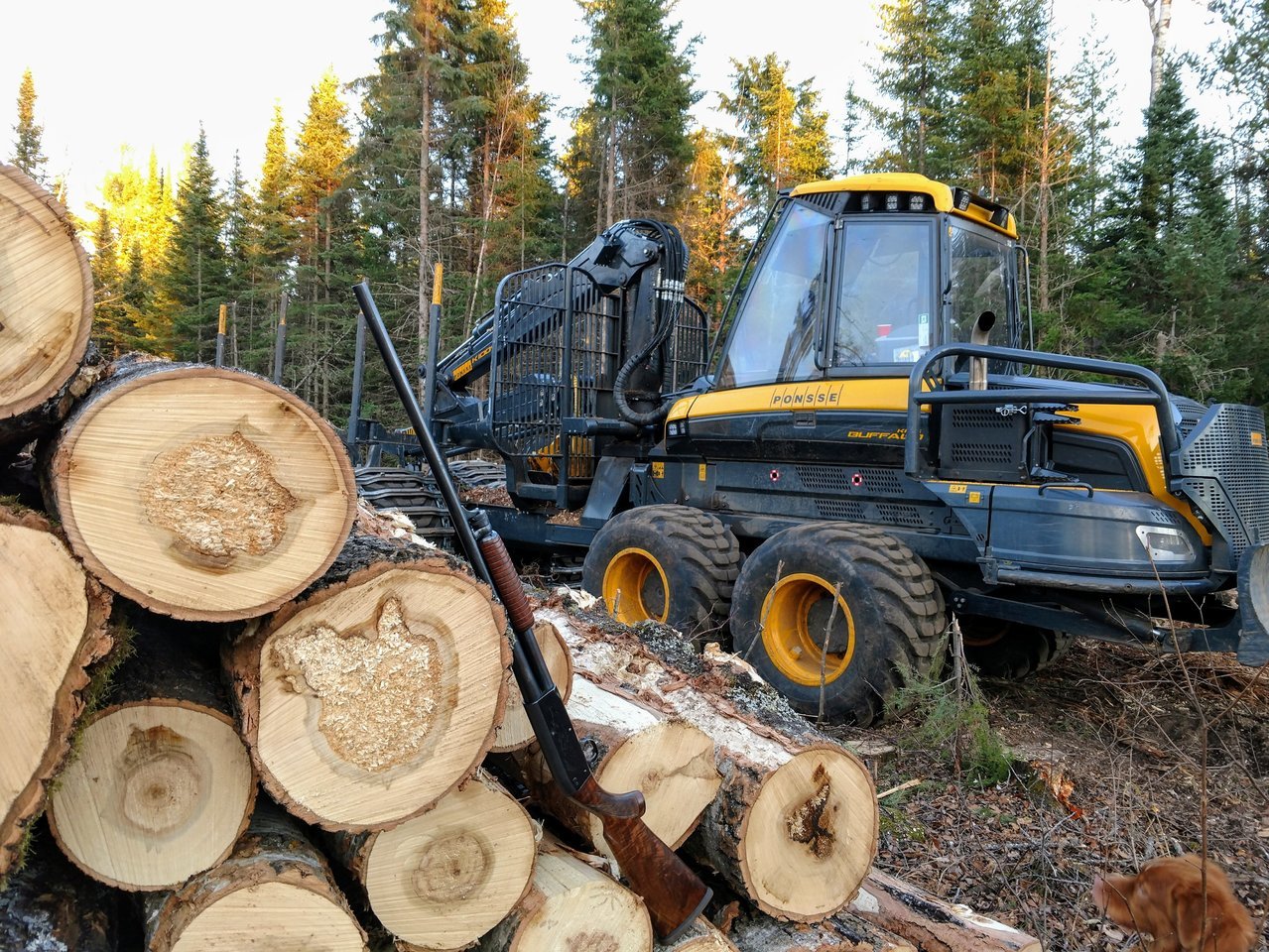 New Clear cut old growth.jpg