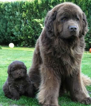 newfoundland-dog-profile_ba9fd34d58976e3e33a6c72367b4d1165b0907e4.jpg