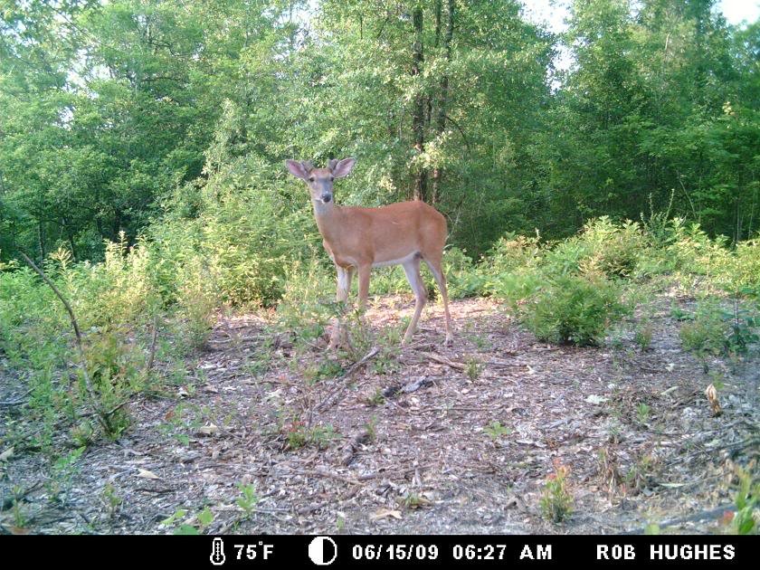 NewPlot1stBuck_9a9ddf6364afb66754e1f5f5960026f0f88752e0.jpg