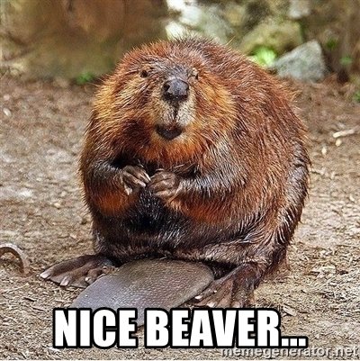 nice-beaver.jpg