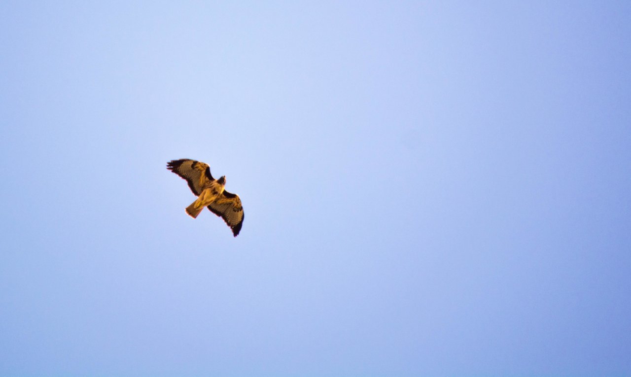 nice hawk (1 of 1).jpg