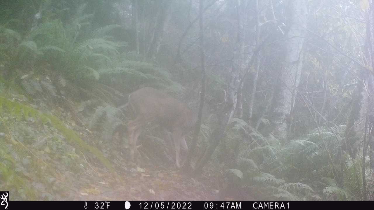 nicebuck!.jpg