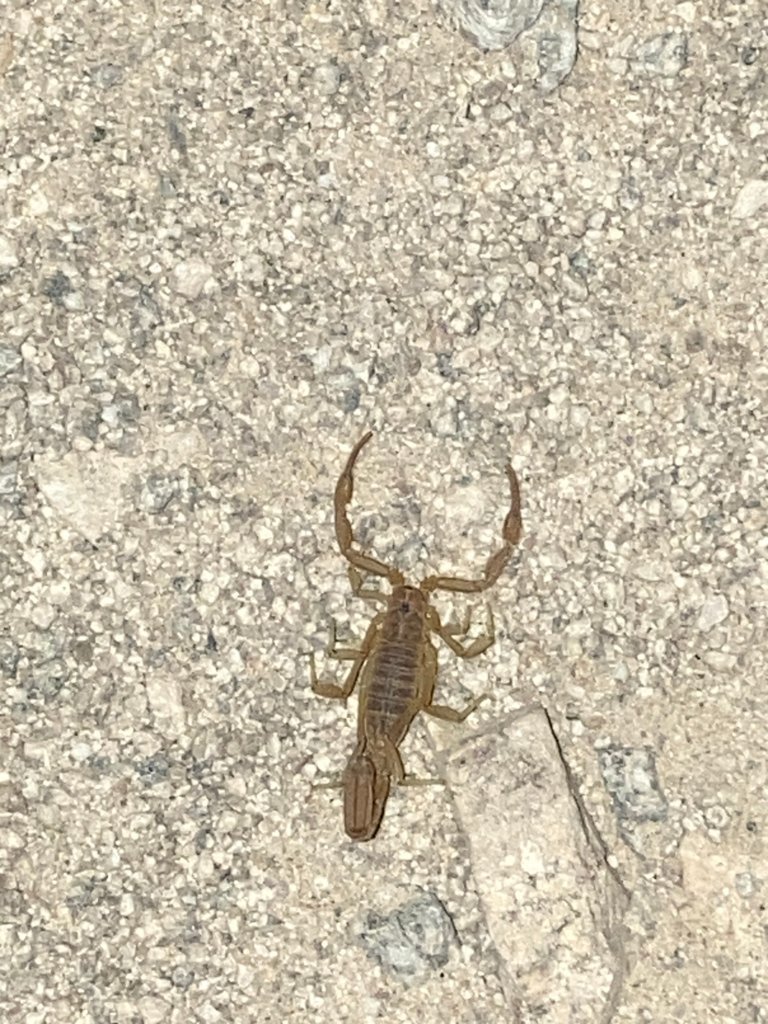 NightScorpion.jpg